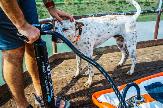 Paddleboarding in Canada with your dogs