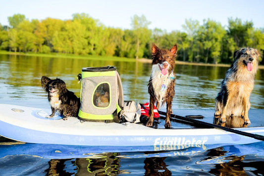 Funwater paddle board with pet